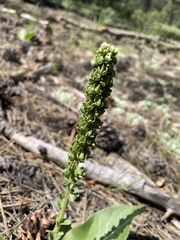 Veronica plantaginea