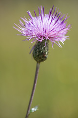 Cirsium virginianum