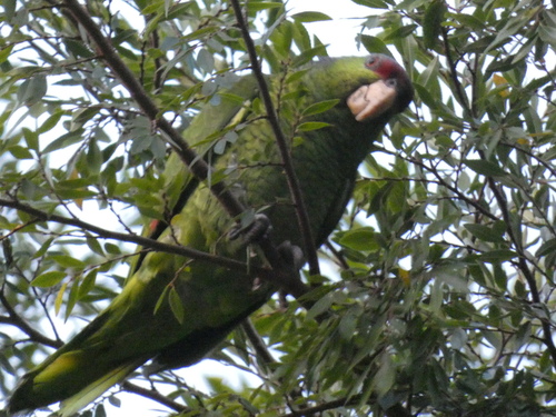photo of Lilac-crowned Parrot (Amazona finschi)