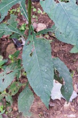 Verbesina walteri