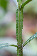 Verbesina walteri