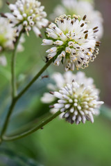 Verbesina walteri