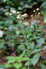 Verbesina walteri