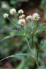 Verbesina walteri
