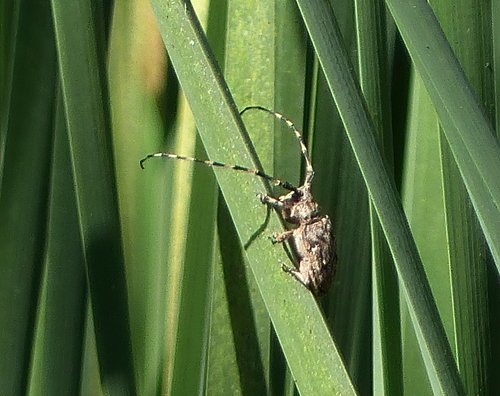 iNaturalist observation photo of Spotted Tree Borer