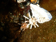 Halcampa decemtentaculata