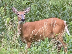 Odocoileus virginianus