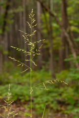 Coleataenia anceps anceps