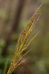 Saccharum brevibarbe