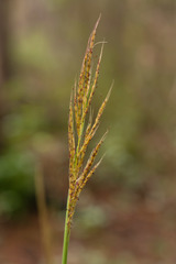 Saccharum brevibarbe