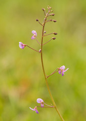 Desmodium lineatum