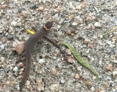 Lepidoblepharis sanctaemartae