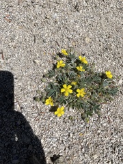 Potentilla concinna