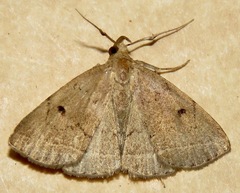 Zanclognatha protumnusalis