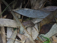 Hypospila