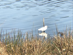 Egretta thula thula