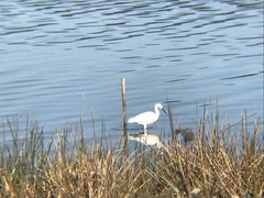 Egretta thula thula