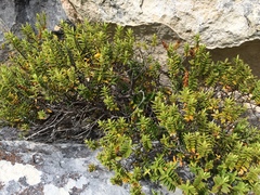 Veronica rakaiensis