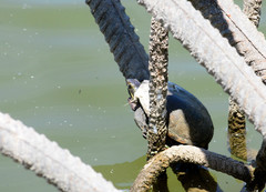 Kinosternon subrubrum hippocrepis