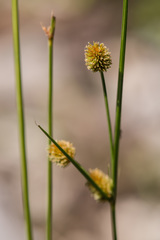 Cyperus retrorsus image