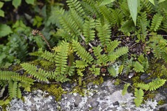 Pleopeltis polypodioides