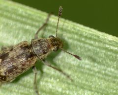 Cacephatus