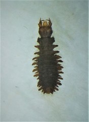 Enigmahydrus larvalis