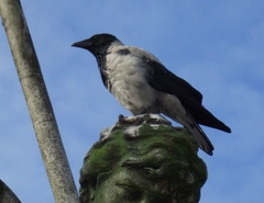 Corvus cornix