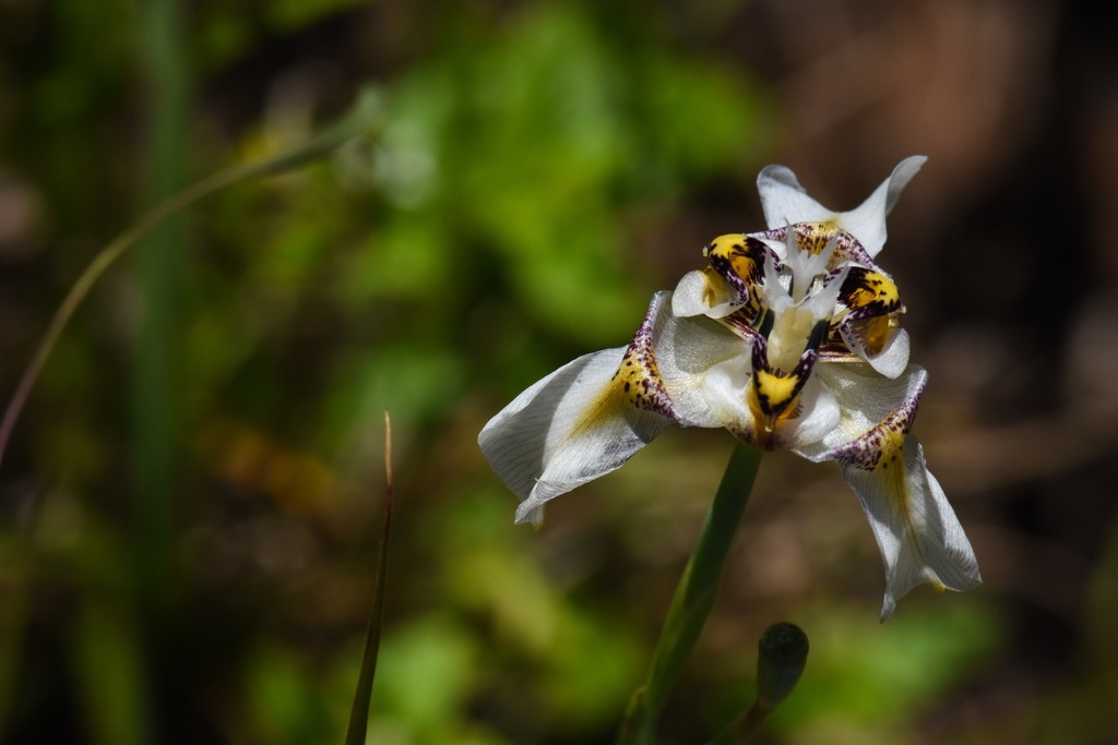 Cypella luteogibbosa