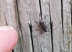 Hyperplatys maculatus