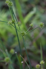 Juncus polycephalus