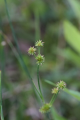 Juncus polycephalus