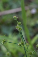 Juncus polycephalus