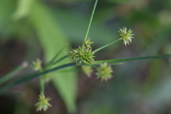 Juncus polycephalus