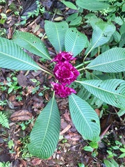 Palicourea chiriquiensis