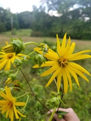 Silphium asteriscus latifolium