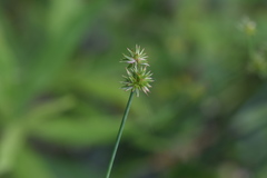 Juncus polycephalus