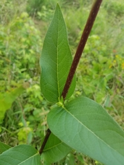 Silphium asteriscus latifolium