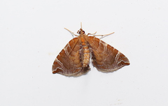 Eulithis molliculata