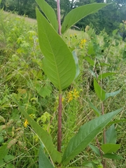 Silphium asteriscus latifolium