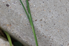 Juncus polycephalus