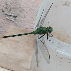 Erythemis vesiculosa