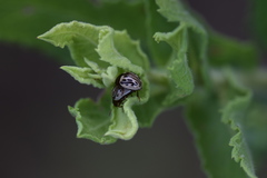 Zygogramma heterothecae