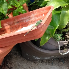 Erythemis vesiculosa