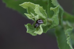 Zygogramma heterothecae