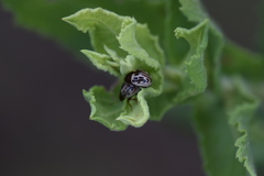 Zygogramma heterothecae