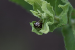 Zygogramma heterothecae