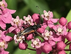 Brachyleptura