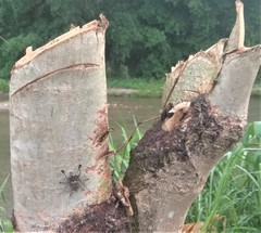 Steirastoma histrionicum