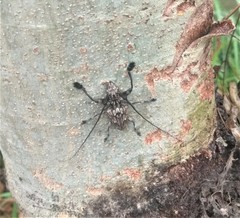 Steirastoma histrionicum